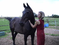 Das sprechende Pferd